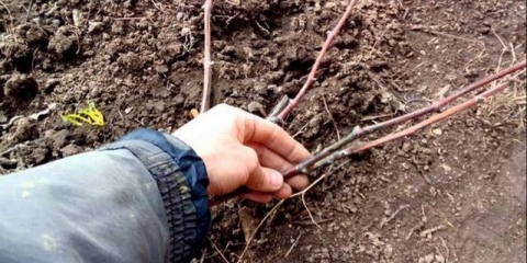 Šta učiniti ako se grožđe ne probudi